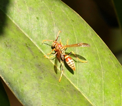 [A top down view of this wasp with yellow legs and antenna. It has brown wings and a two sectioned body. The rear-most section has yellow and black thin stripes and two wide brown stripes. The top section is mostly brown with thin yellow sections at irregular intervals like a stained-glass picture.]